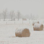 Barrels of Hay in Winter